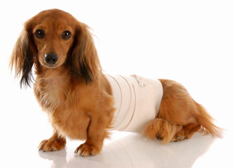 veterinary care - dachshund with medical bandage